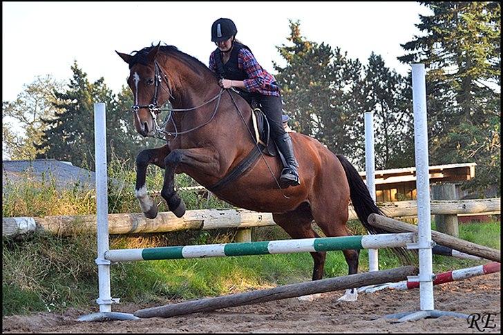 Dansk Varmblod Akeleje<3 With a heart of gold<3 - SPRIIIIIIING lille pony SPRIIIIIING JEG VED DU KAN !!!! :D Taget af Ragnhild billede 4