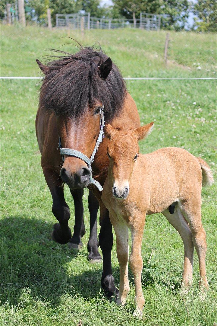 Islænder soya - Soya og Nuni :-) billede 18