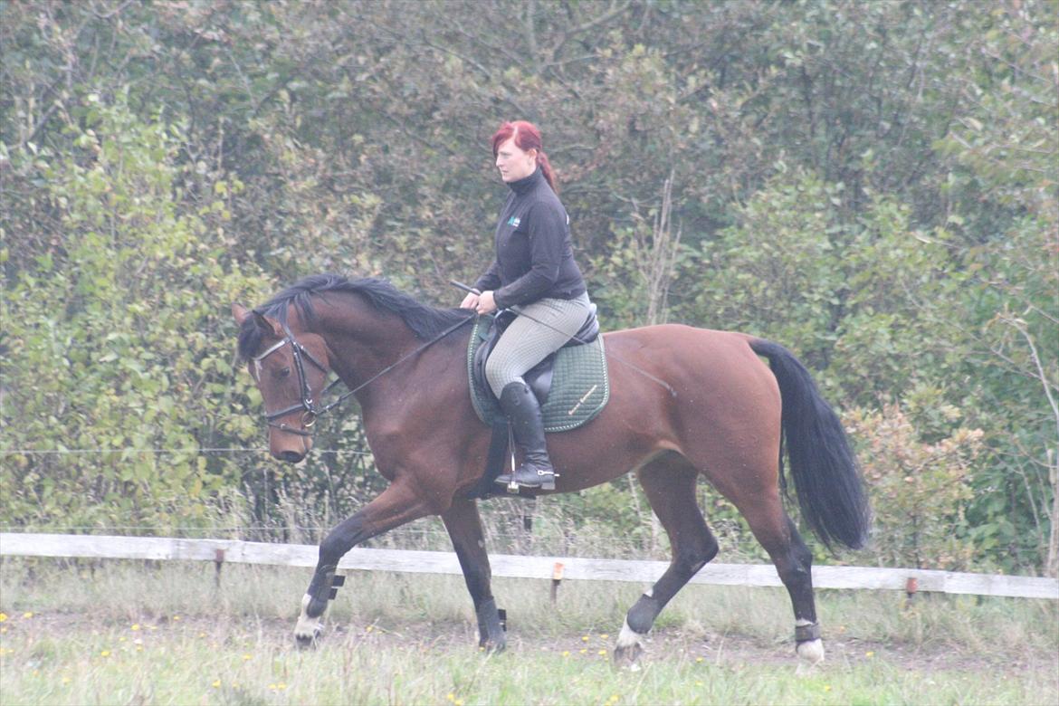 Dansk Varmblod Kronborgdiges Flika  billede 16