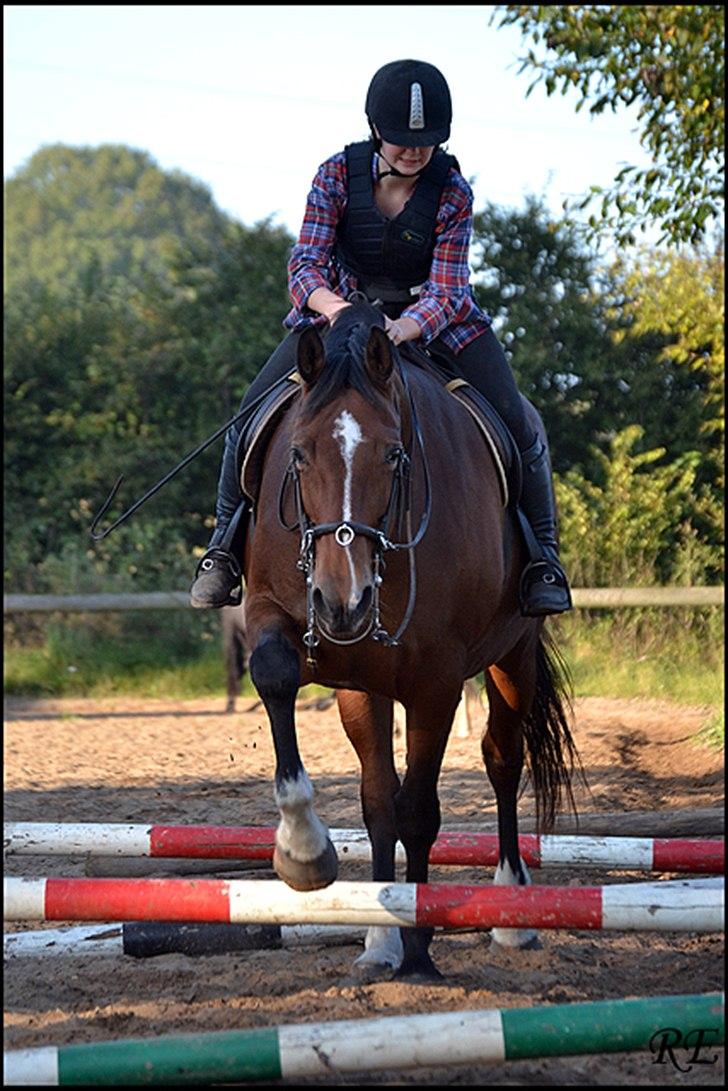 Dansk Varmblod Akeleje<3 With a heart of gold<3 - vi tager det helt stille og roligt min pige :D taget af Ranghild billede 5