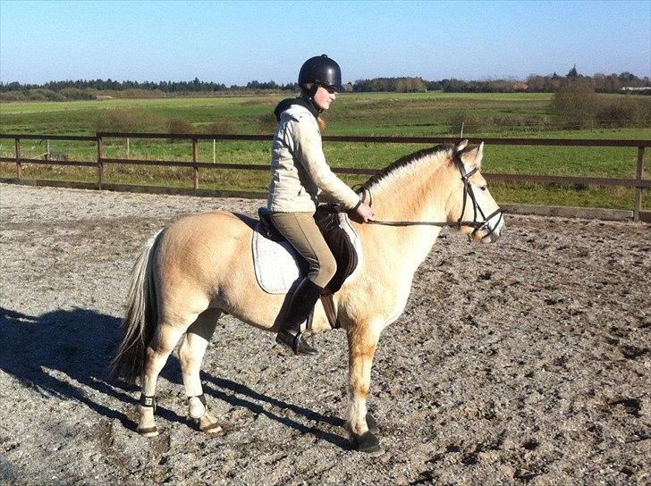 Fjordhest Oblings Milan billede 1