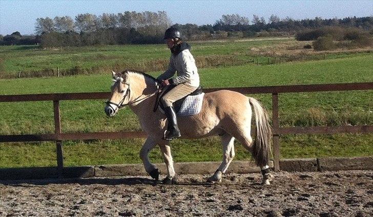 Fjordhest Oblings Milan billede 13