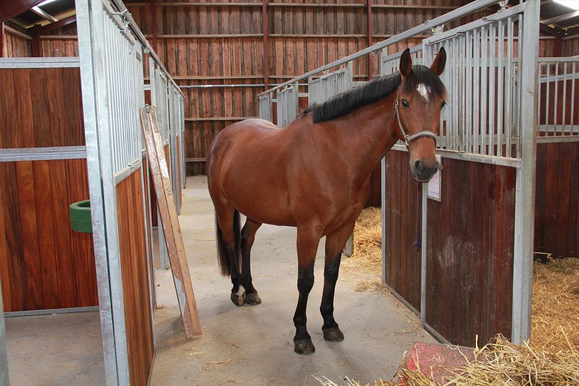 Anden særlig race PW's Tascha  - På BU billede 11