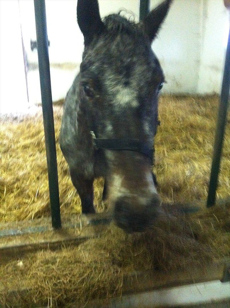 Anden særlig race Milo ( tilridning) billede 1