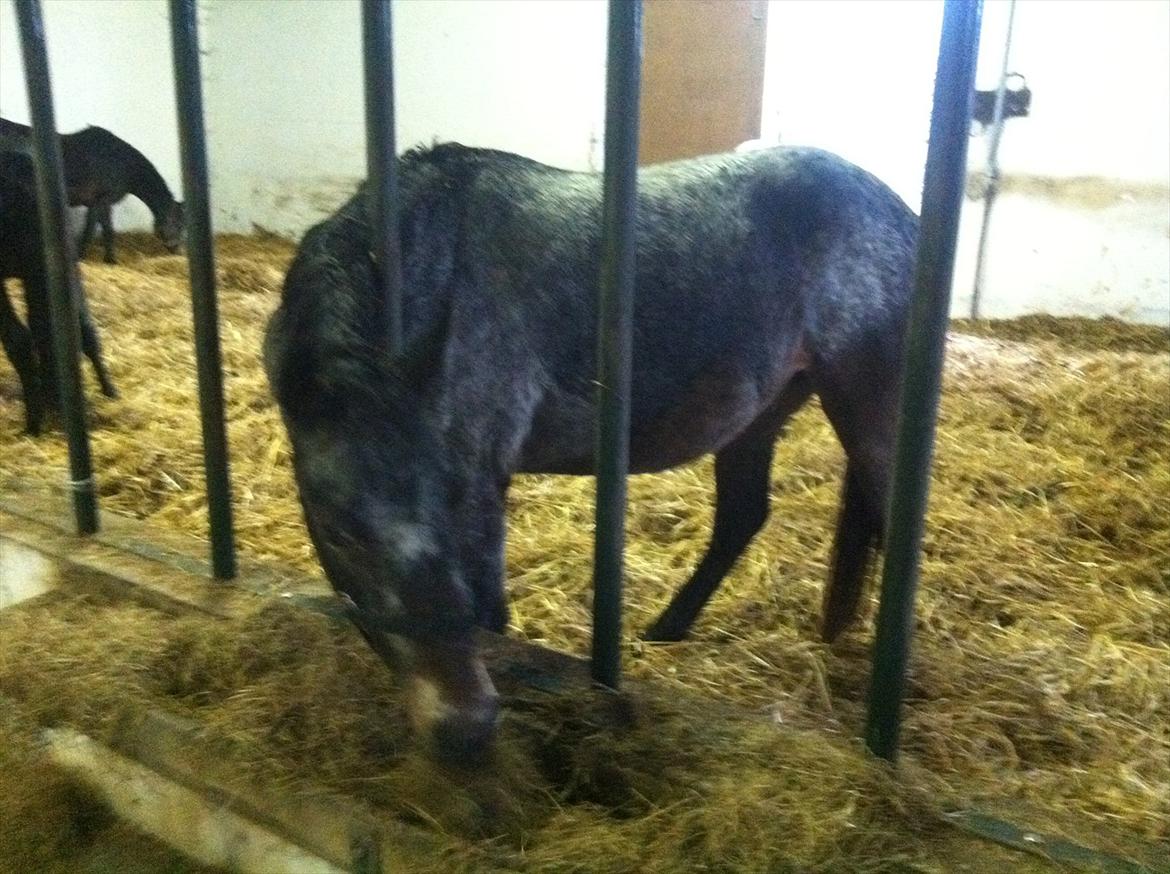 Anden særlig race Milo ( tilridning) billede 2