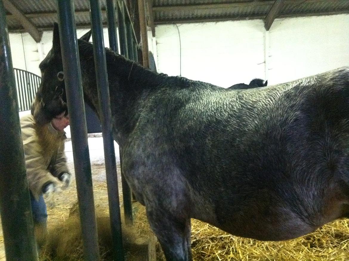 Anden særlig race Milo ( tilridning) billede 3