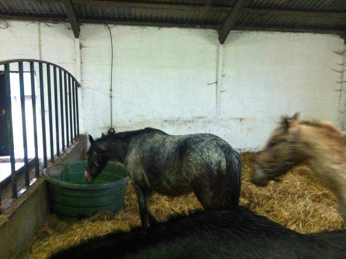 Anden særlig race Milo ( tilridning) billede 4