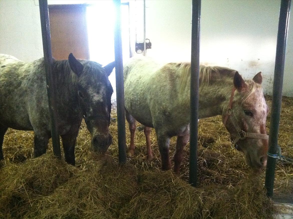 Anden særlig race Milo ( tilridning) billede 5