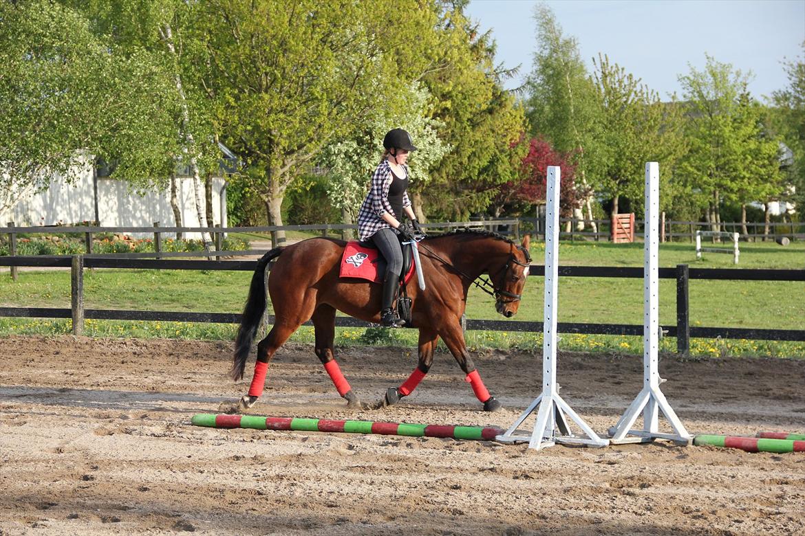 Anden særlig race PW's Tascha  billede 15