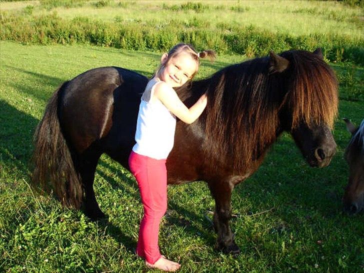 Shetlænder Kongsteds Katie - I de gamle dage <3 billede 20