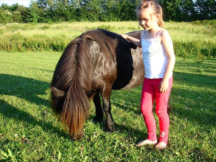Shetlænder Kongsteds Katie - Jeg holder stadig af dig <3 billede 14