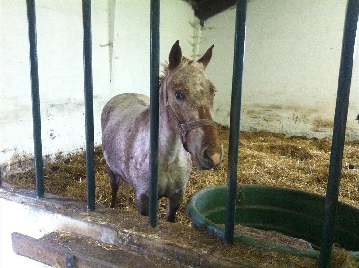 Anden særlig race Cocio ( tilridning) billede 1