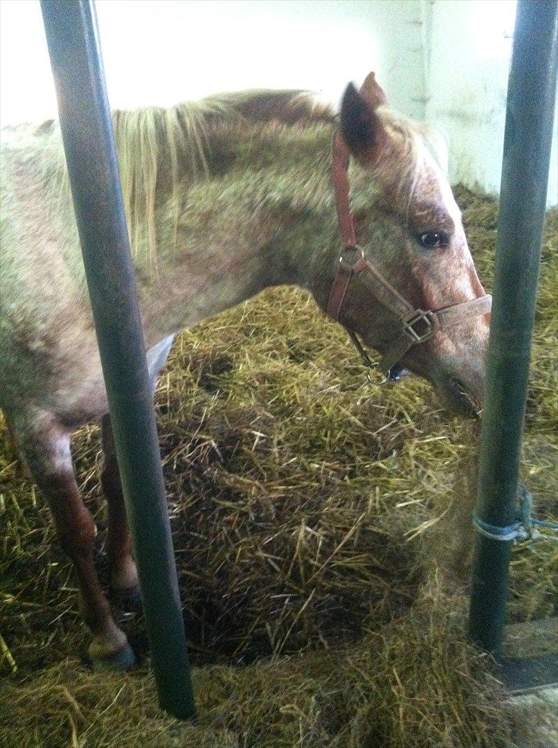 Anden særlig race Cocio ( tilridning) billede 2