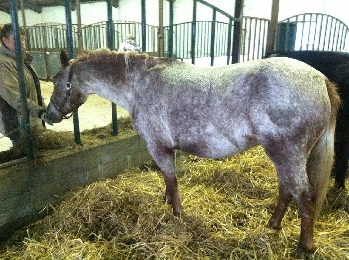 Anden særlig race Cocio ( tilridning) billede 3