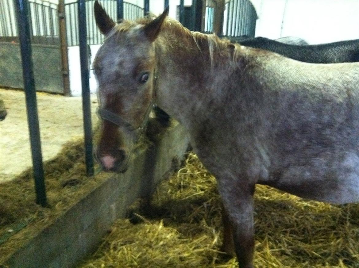 Anden særlig race Cocio ( tilridning) billede 4