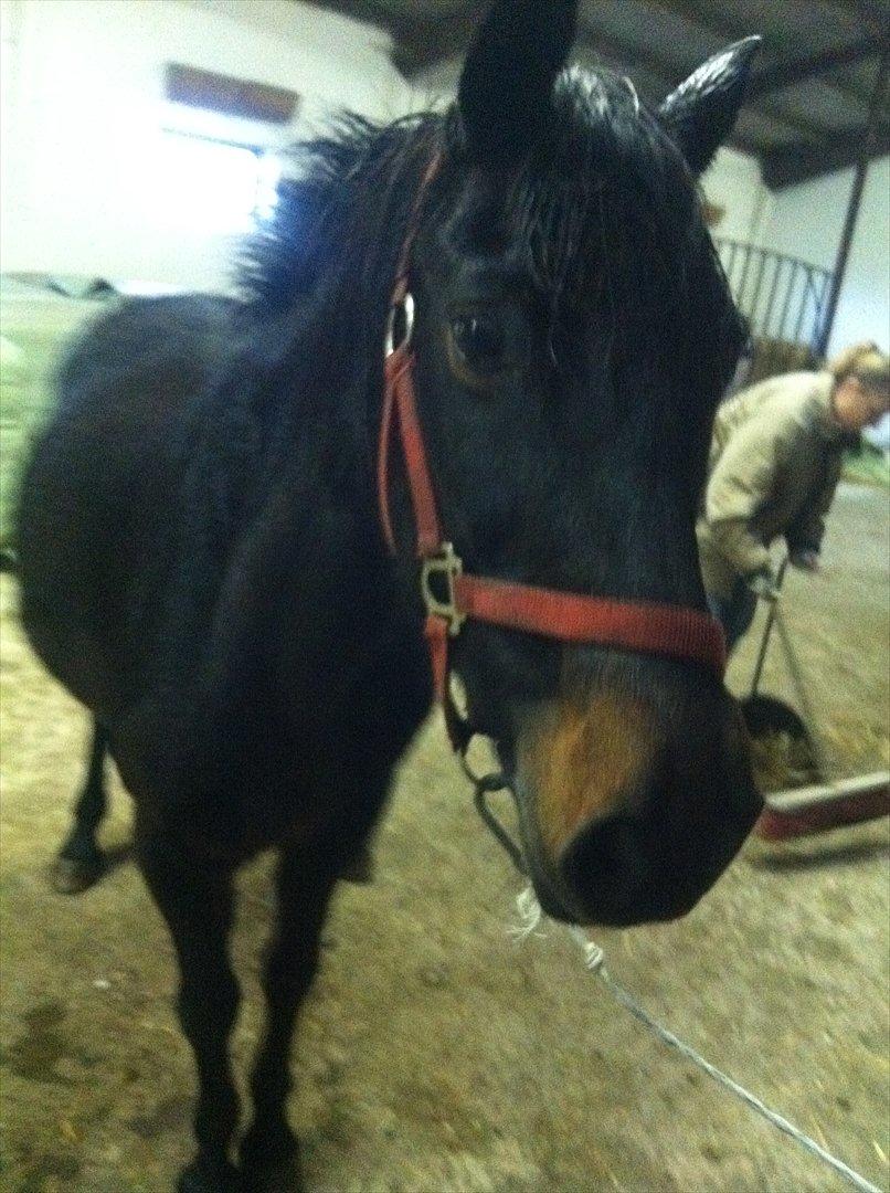 Anden særlig race Luna ( tilridning) billede 1