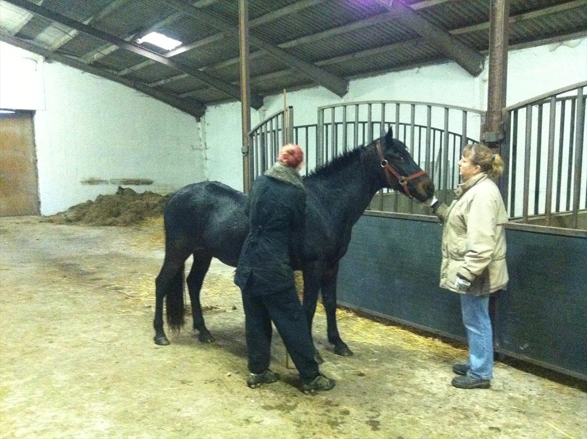 Anden særlig race Luna ( tilridning) - luna der er ved og blive målt :D syndes hun ikke om billede 3