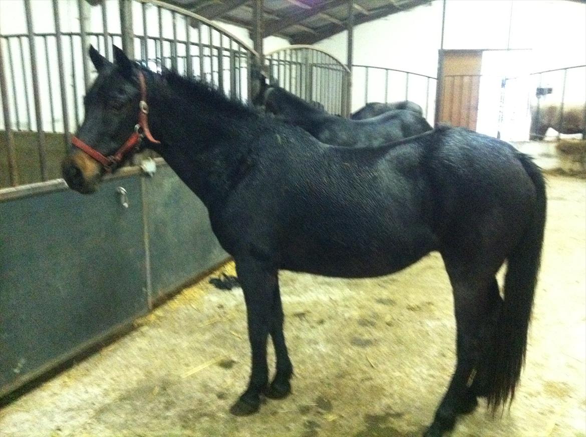 Anden særlig race Luna ( tilridning) billede 4