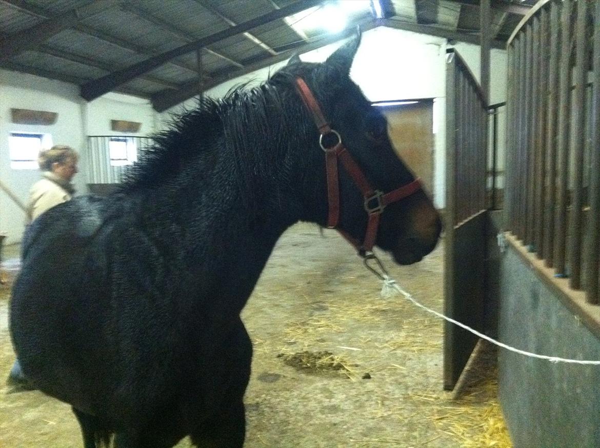 Anden særlig race Luna ( tilridning) billede 5