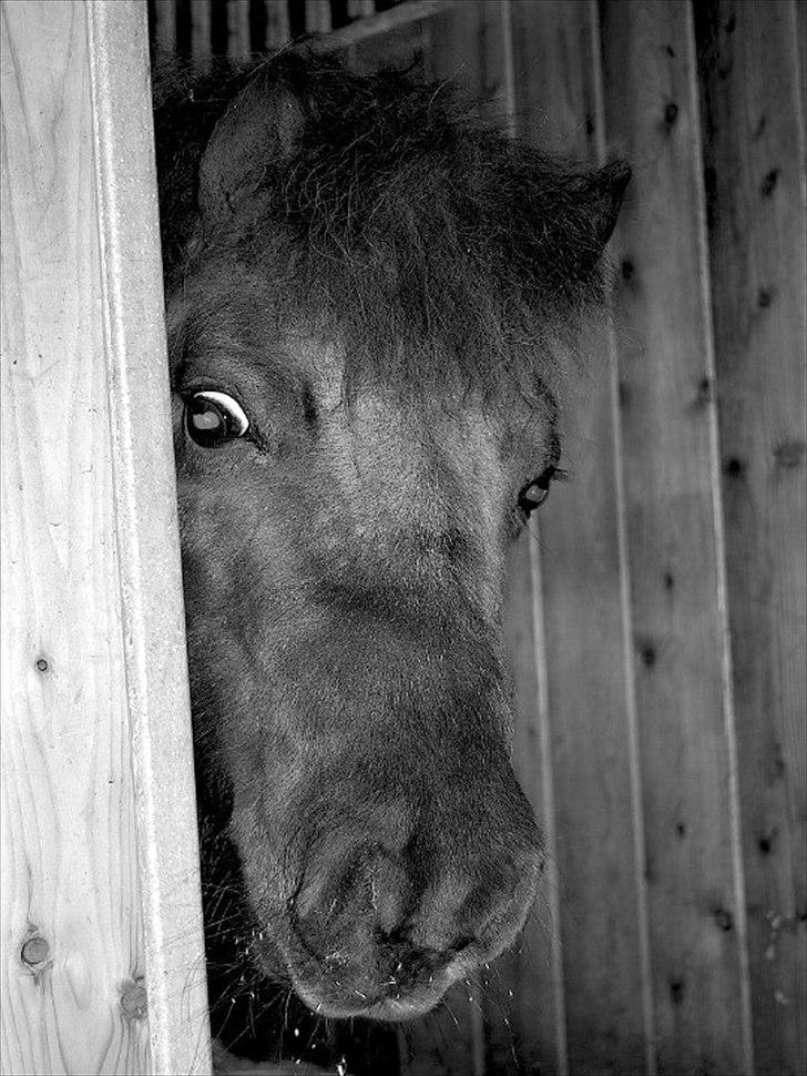 Shetlænder Miranda † - Rest in peace beauty 

foto: mig selv billede 1