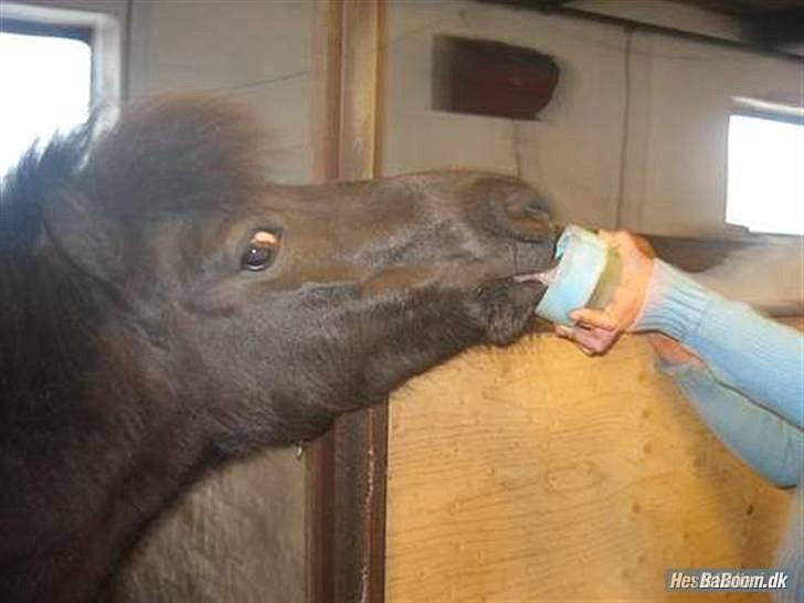 Shetlænder Miranda † - I´ll be standin´ there by you... billede 18