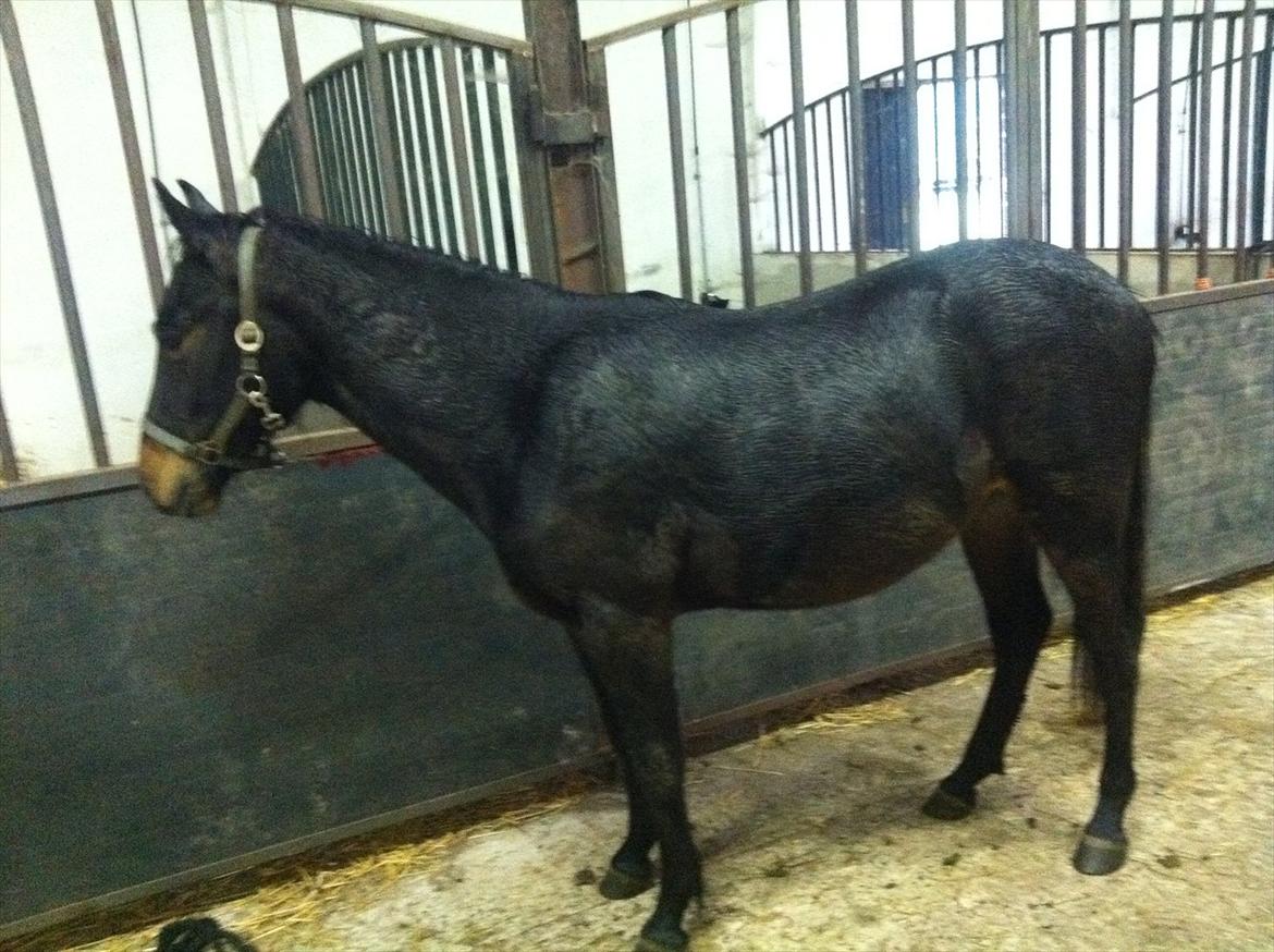 Anden særlig race Anakin ( tilridning) billede 1