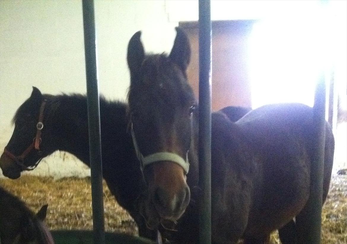 Anden særlig race Anakin ( tilridning) billede 2