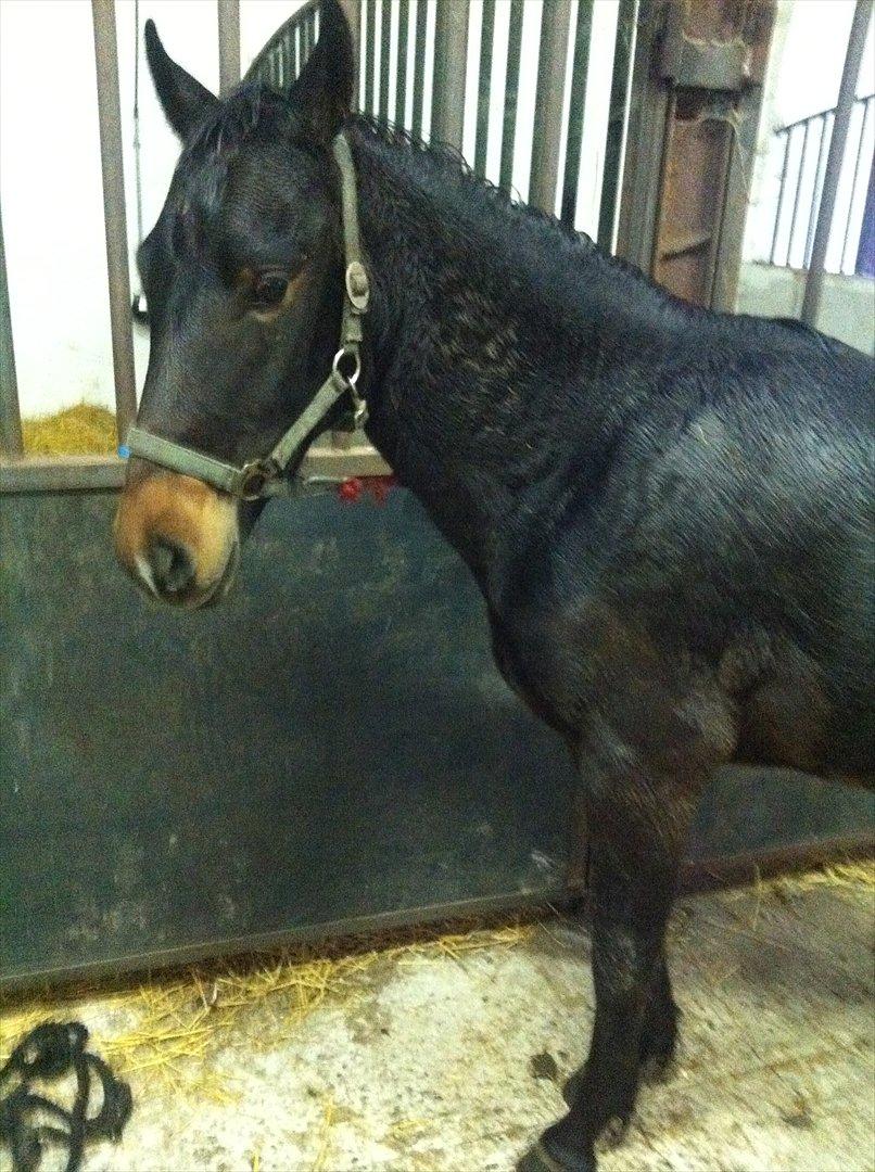 Anden særlig race Anakin ( tilridning) billede 3