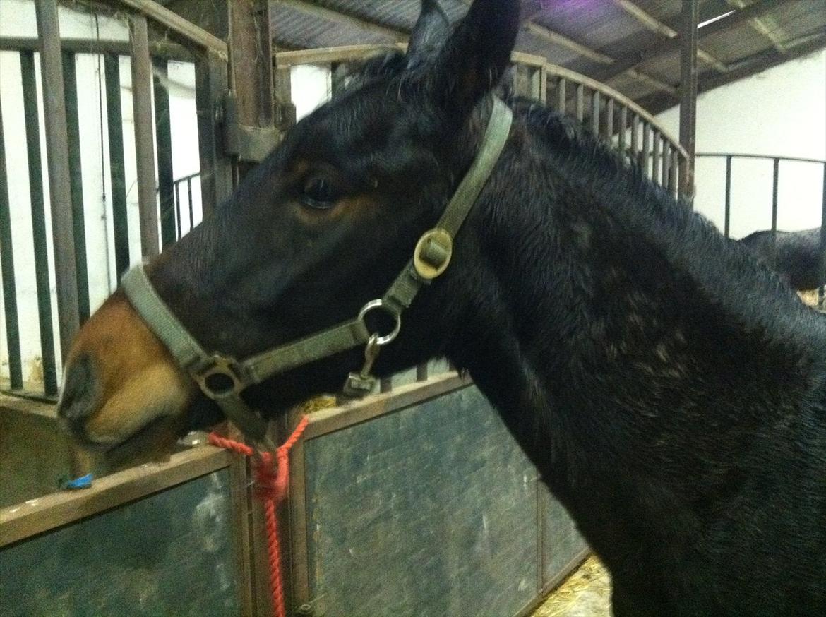 Anden særlig race Anakin ( tilridning) billede 4