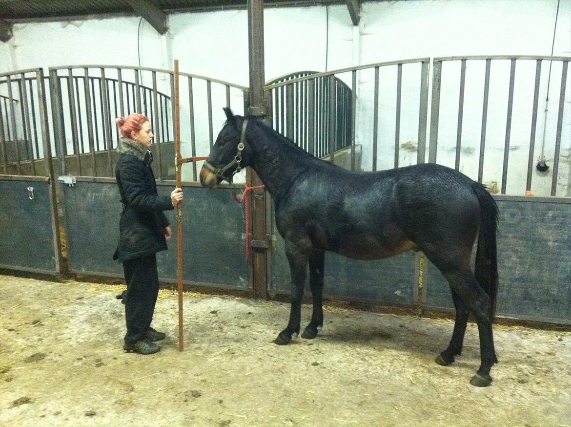 Anden særlig race Anakin ( tilridning) billede 5