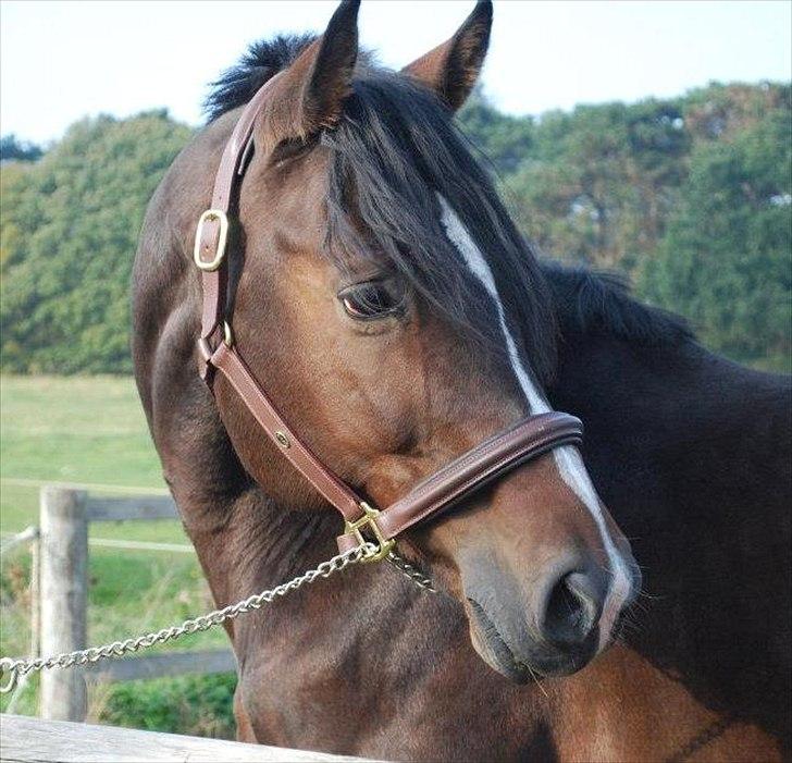 Tjekkisk Varmblod  Alcazar R.I.P <3 - efteråret 2011 billede 2