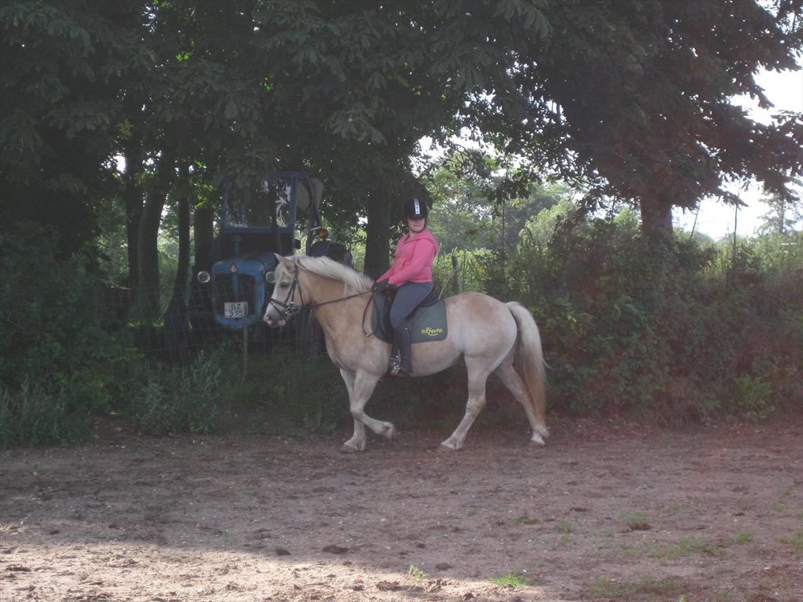 Haflinger Hella billede 1