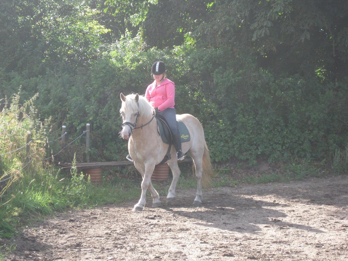 Haflinger Hella billede 2