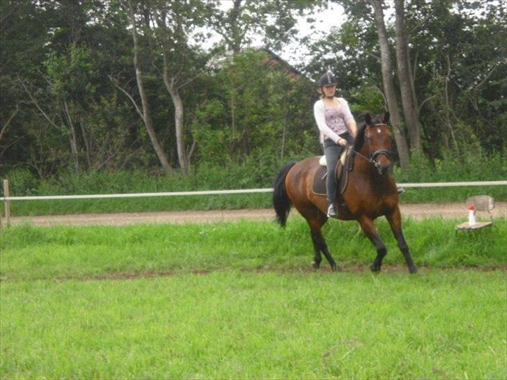 Dansk Varmblod Isador-B billede 12