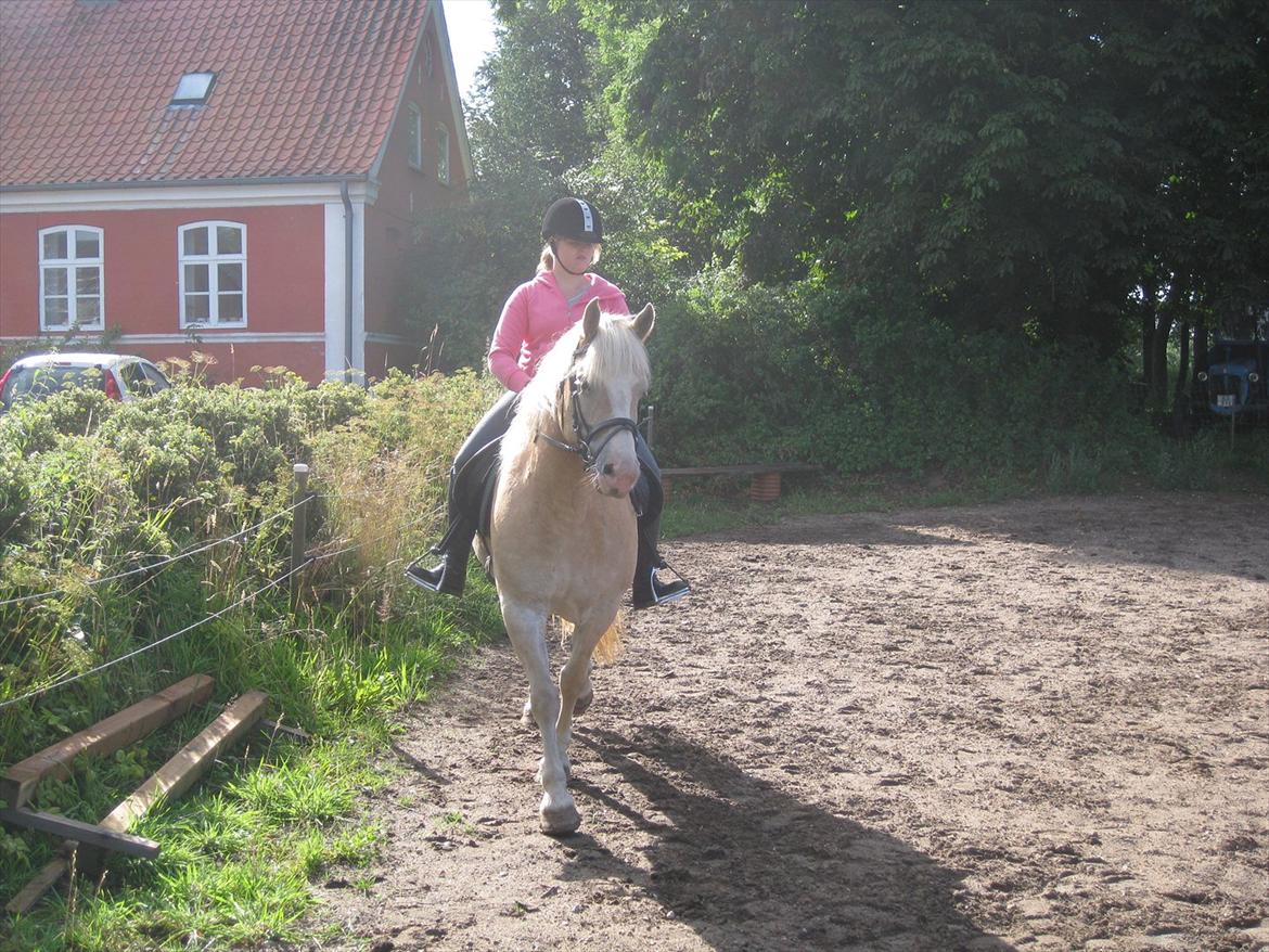 Haflinger Hella billede 3