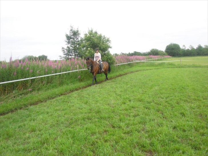 Dansk Varmblod Isador-B billede 13