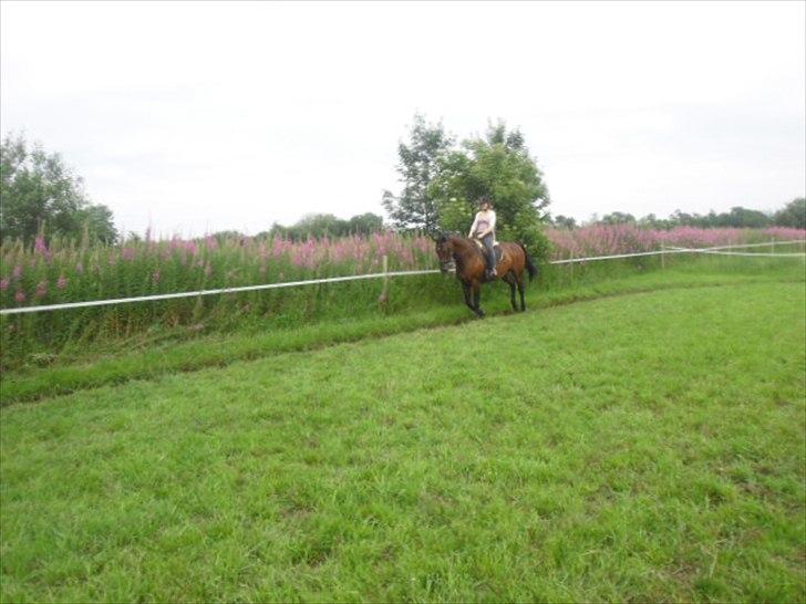 Dansk Varmblod Isador-B billede 14