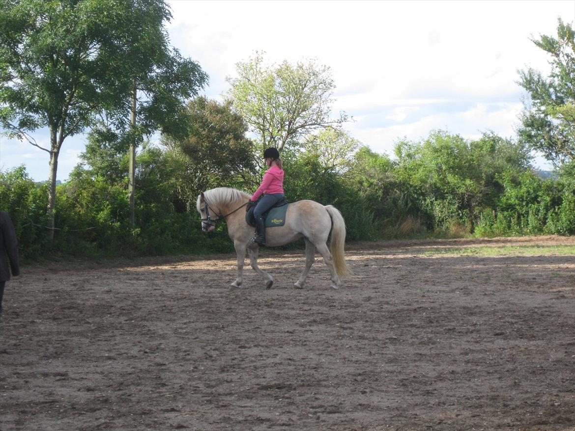 Haflinger Hella billede 4