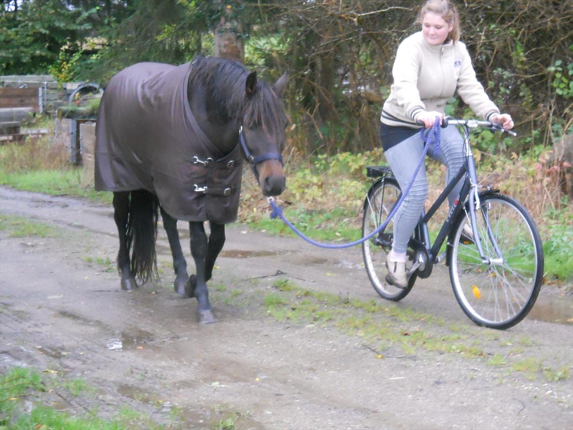 New Forest Elmholts Maritza <3  (Ritten) - Ude at køre med de skøre :) Man kan simpelt hen alt med den pony :D billede 9