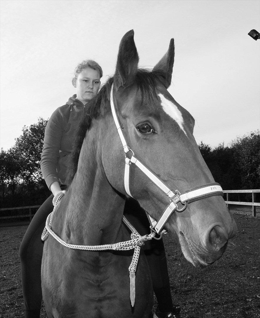 Dansk Varmblod Diane Lysegård - AFLIVET :'( - Søde hest. Du vil altid være i mine tanker. billede 1