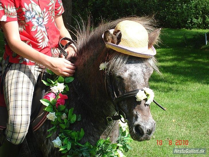 Knabstrupper Mümlan ;D <3 - Blomster hest!<3 billede 10