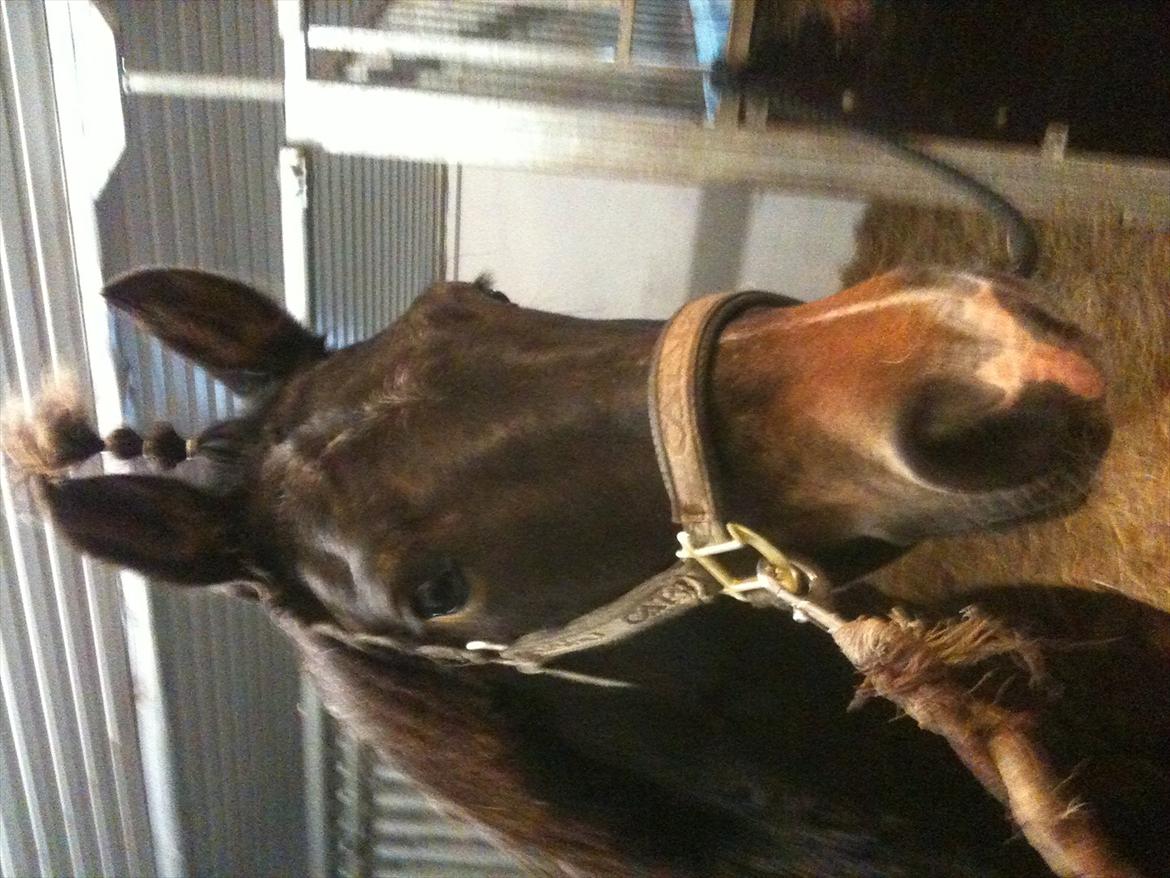 Anden særlig race Markant - skal jeg virkelig have sat hår igen???

det er da uretferdigt ;s


billede taget i hodsager billede 2