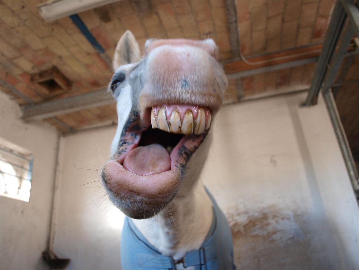 Welsh Pony (sec B) †Marmaja flika R.I.P† billede 7