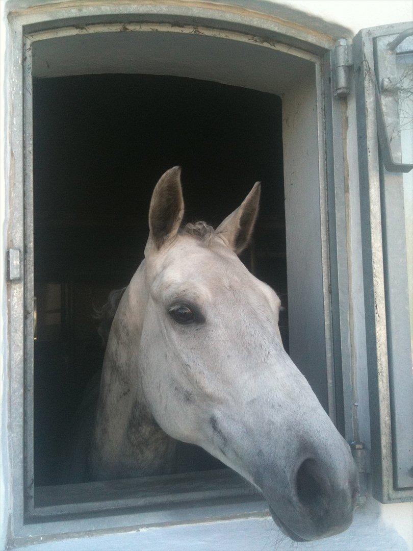 Trakehner Hilfiger - Hilfiger med krøllet man - har vist lige været til stævne :) billede 4