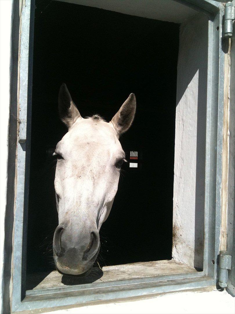 Trakehner Hilfiger - Hilfiger nyder solen billede 8