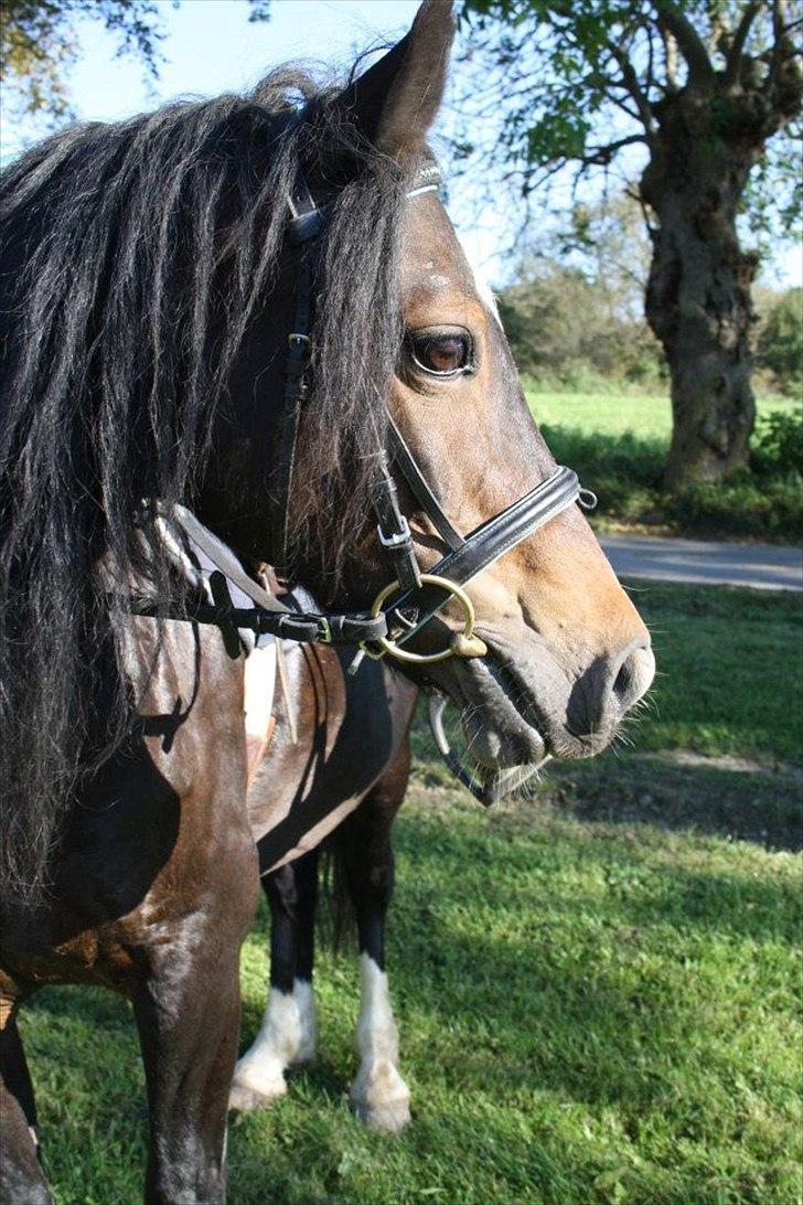 Welsh Pony af Cob-type (sec C) Pristina<3 - Der er mange ting i livet som fanger dine øjne, men det er kun få ting der fanger dit hjerte<3 billede 7