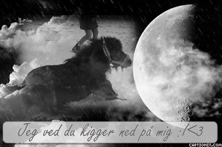 Shetlænder Tarzan (R.I.P)<3 billede 1