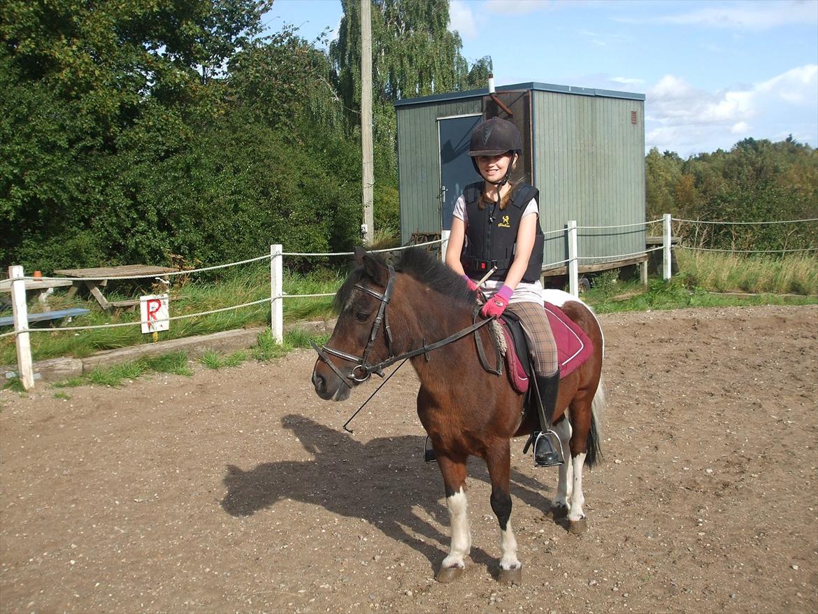 Pinto Miss Dixie - Hun har lige fået øje på noget mere spændende end kameraet. ;) 

Foto - Mor billede 12