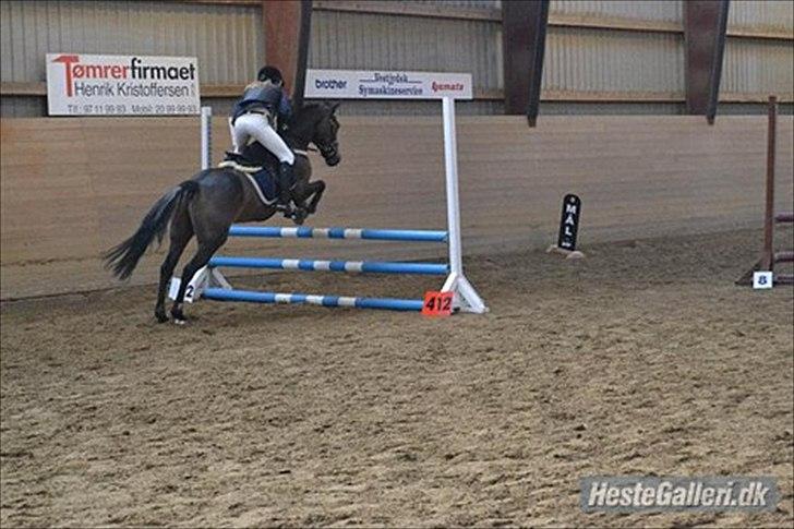 Welsh Cob (sec D) Vlietstede Brilliant Idris - Stævne på hammerum  billede 3