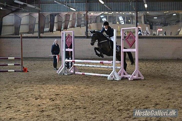 Welsh Cob (sec D) Vlietstede Brilliant Idris billede 4